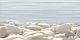 Декор Альма Керамика Дель Маре/ Del Mare DWU09DLM604 24.9x50